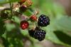 Brombeeren