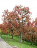 alter Apfelbaum - Herbstlaub