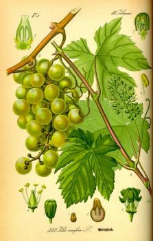 Weinrebe Illustration, public domain, Quelle Wikipedia