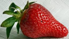 Erdbeere, Fotografin Hedwig Storch